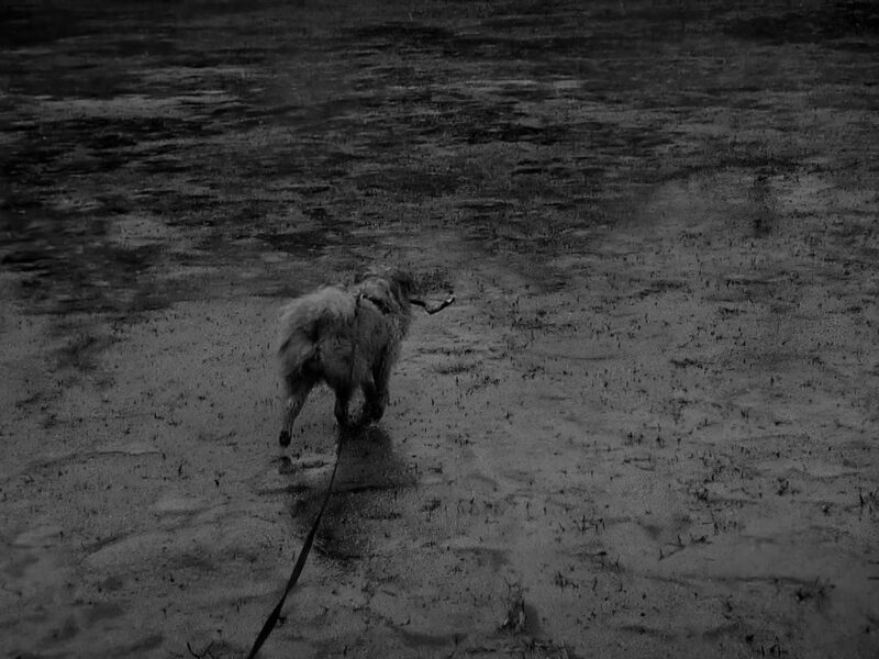 犬 雨